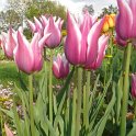 Tulipa fleur de lis 'Ballade' PB 4